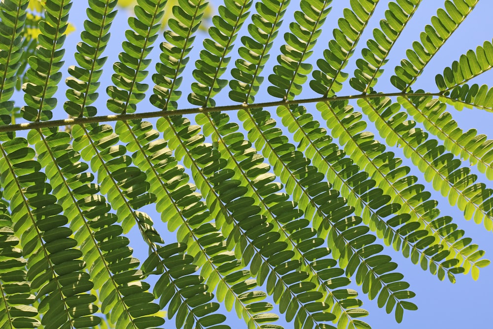 planta de hojas verdes