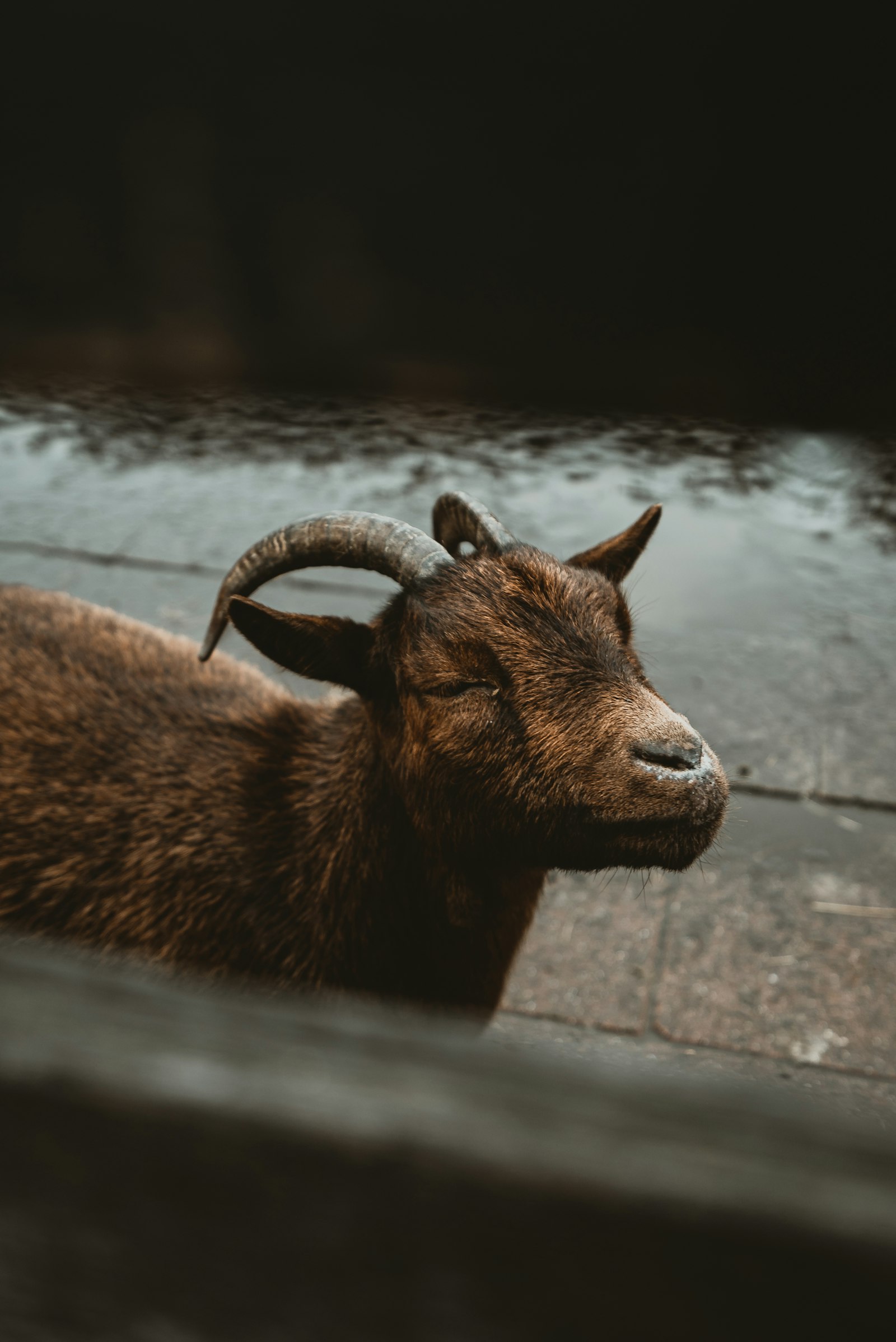 Sony a7S II + Sony Vario-Tessar T* FE 16-35mm F4 ZA OSS sample photo. Brown coated goat photography