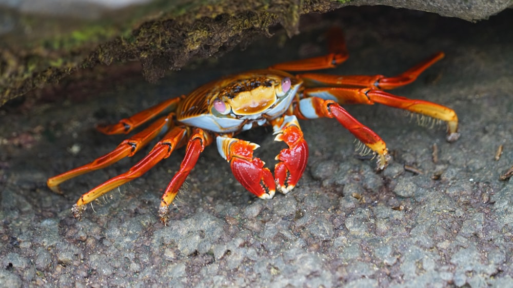 red crab