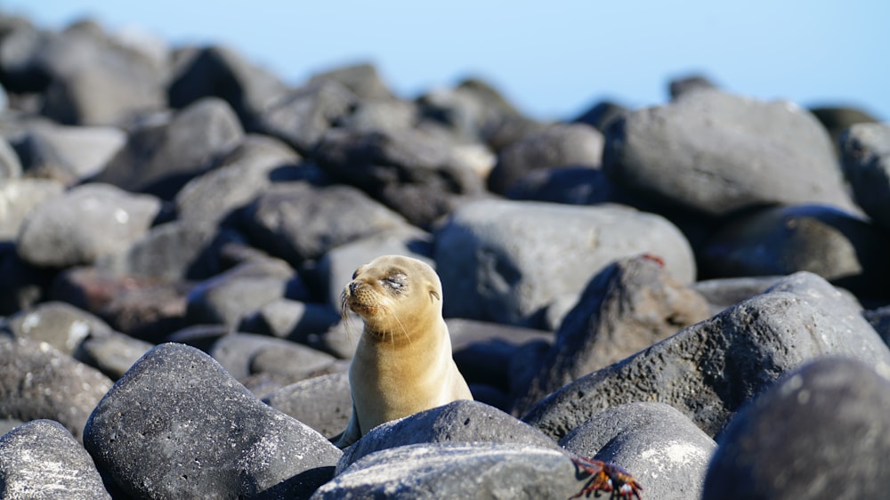 brown seal on gray rocks