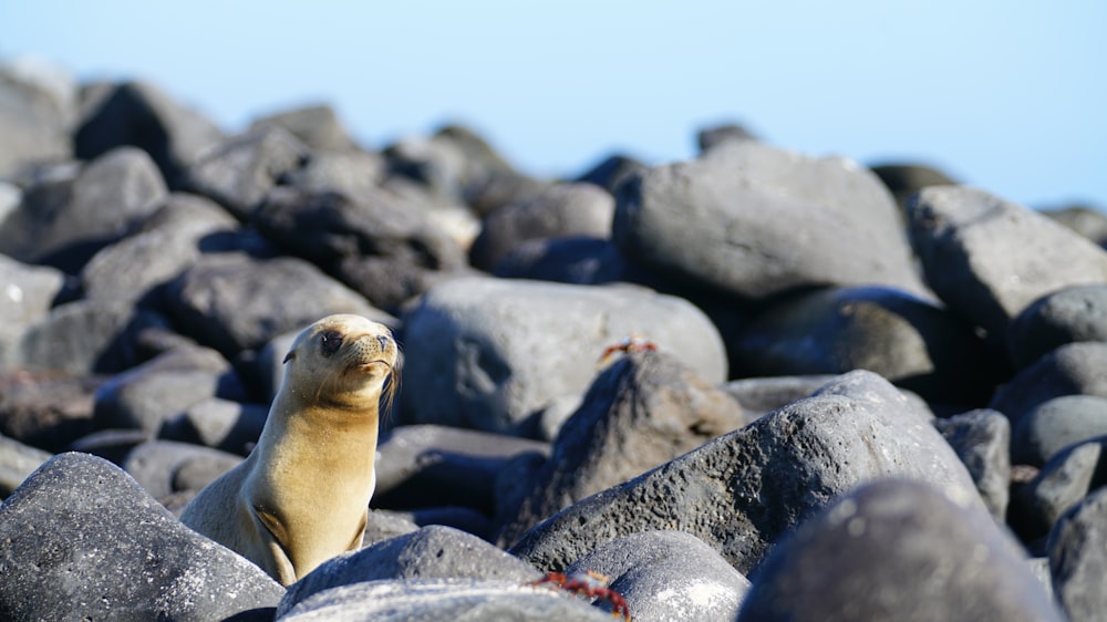 brown animal on rocky field during daytime