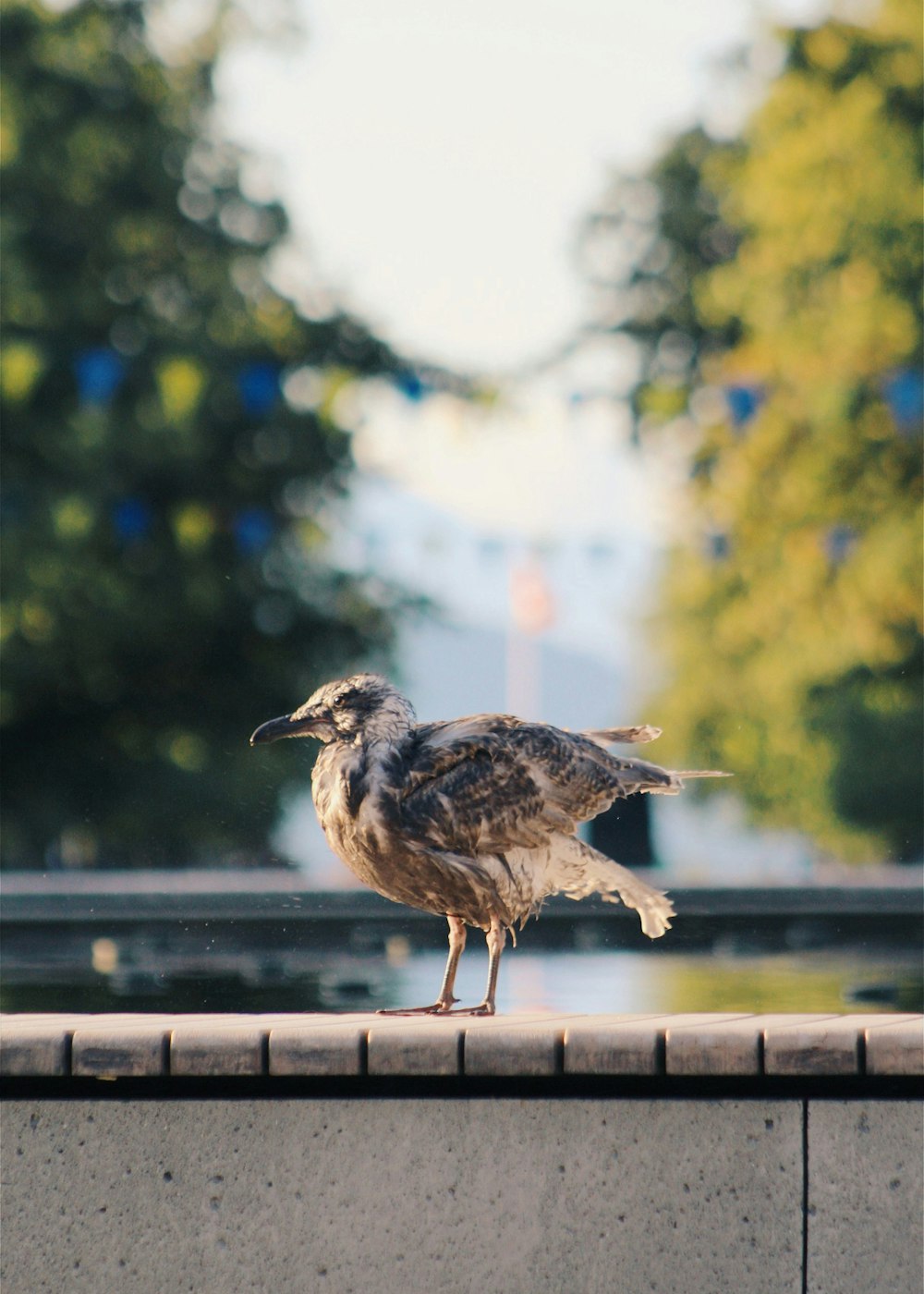 photo of brown bird