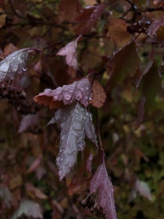 Dew-covered autumn leaves display intricate patterns and veins, with a rich mix of brown and burgundy hues against a blurred natural background.