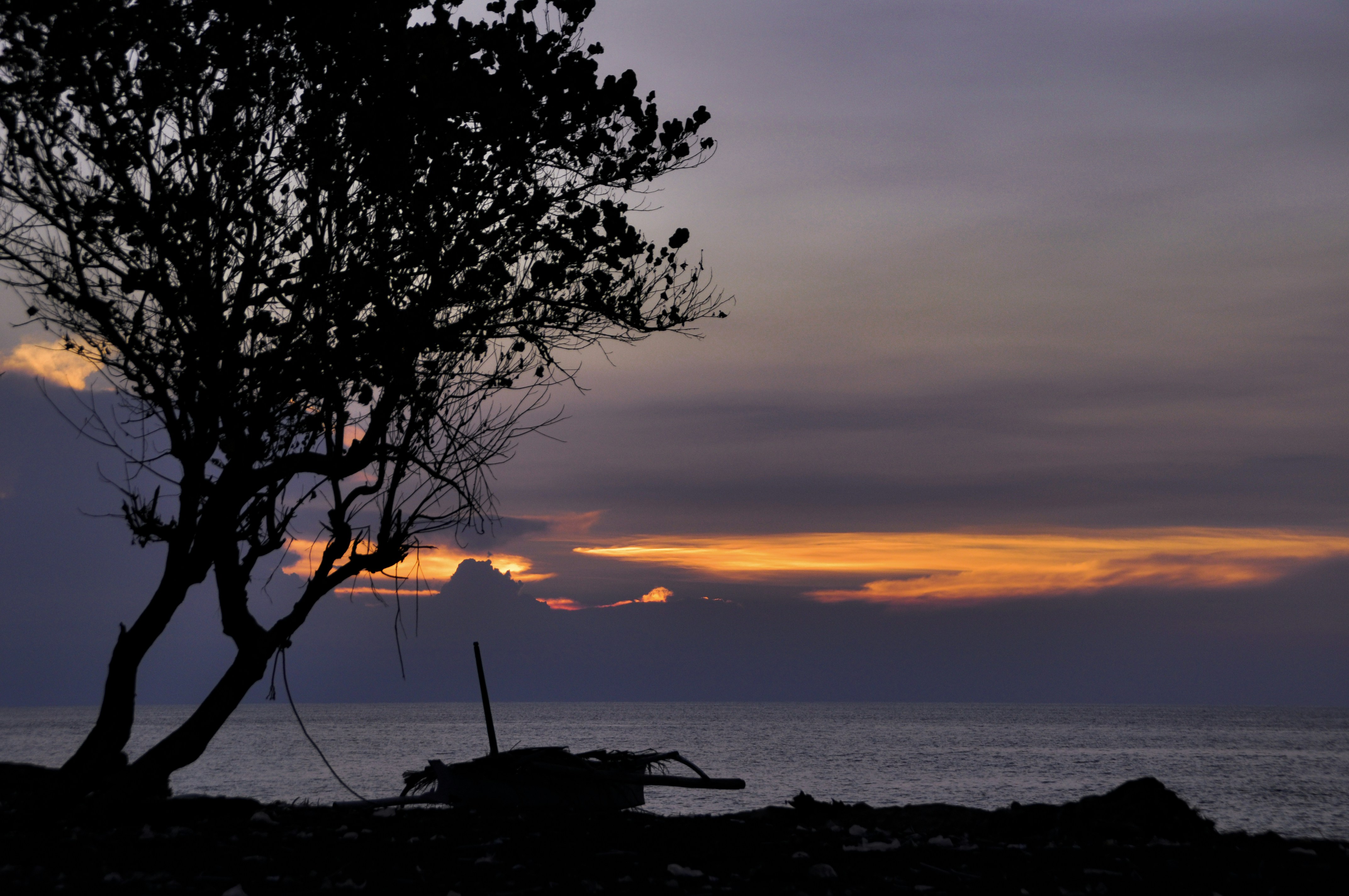 silhouette of tree and boat across body of water