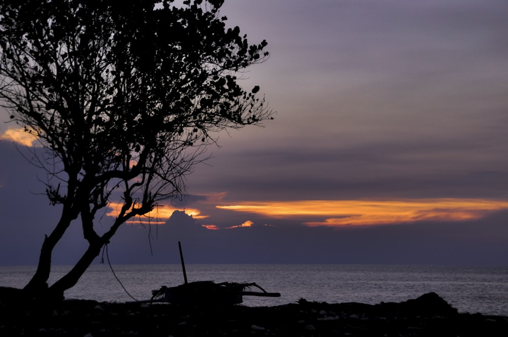 silhouette of tree and boat across body of water