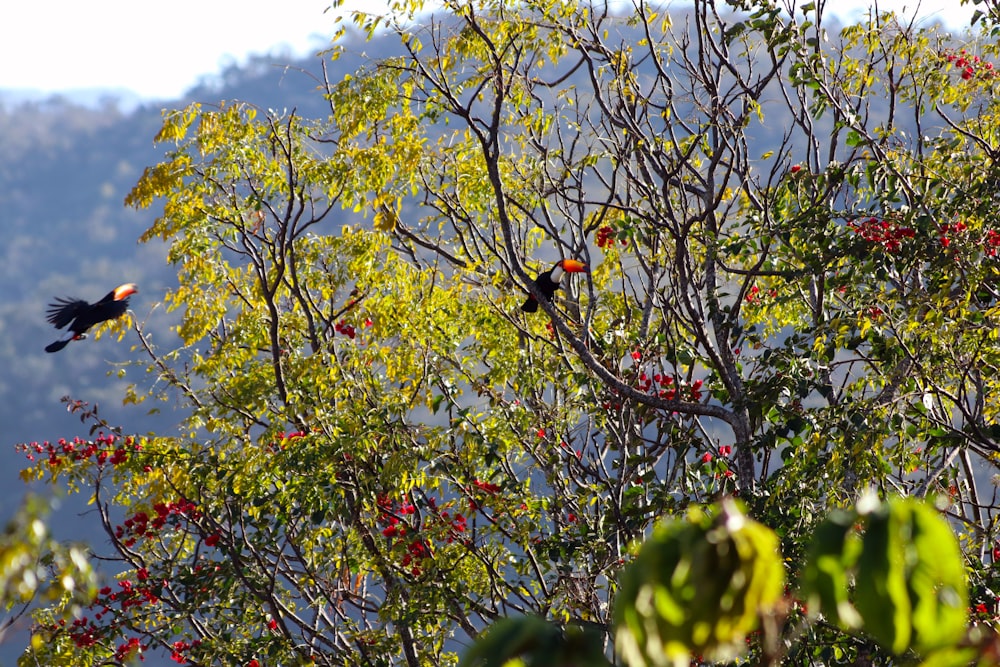 green-leafed tree