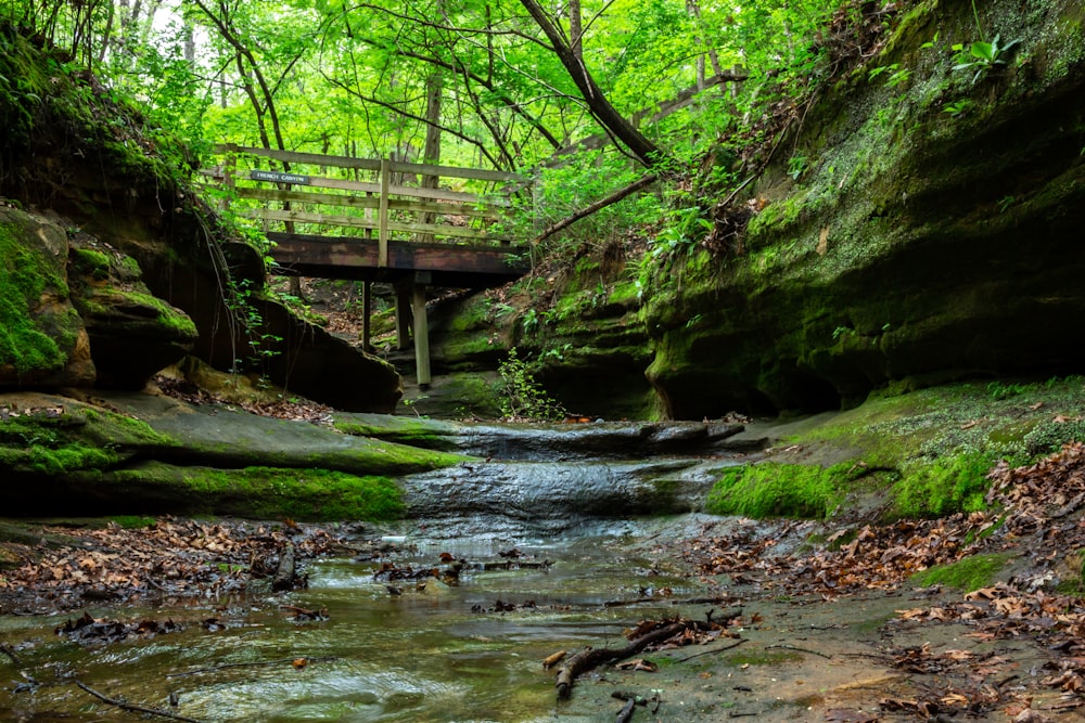 green trees beside wooden bridge