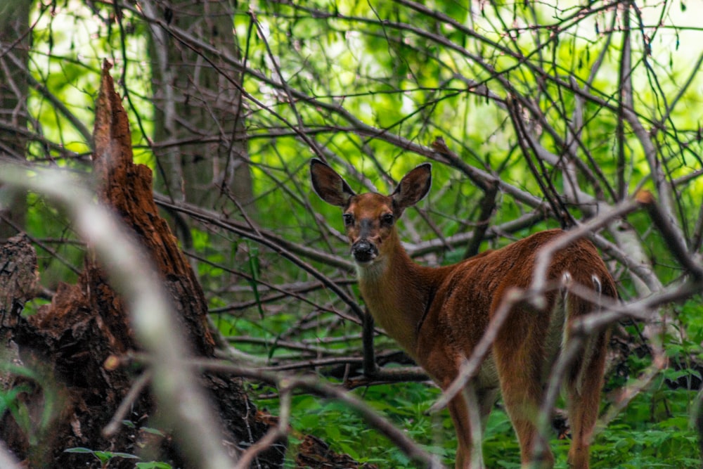 brown deer on forest