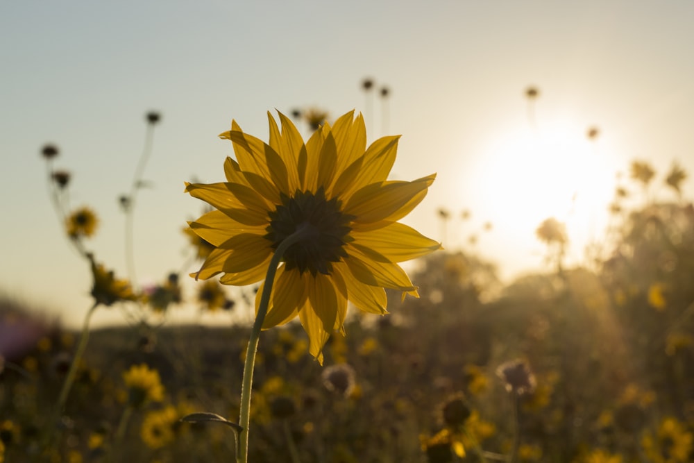 foto di girasoli gialli