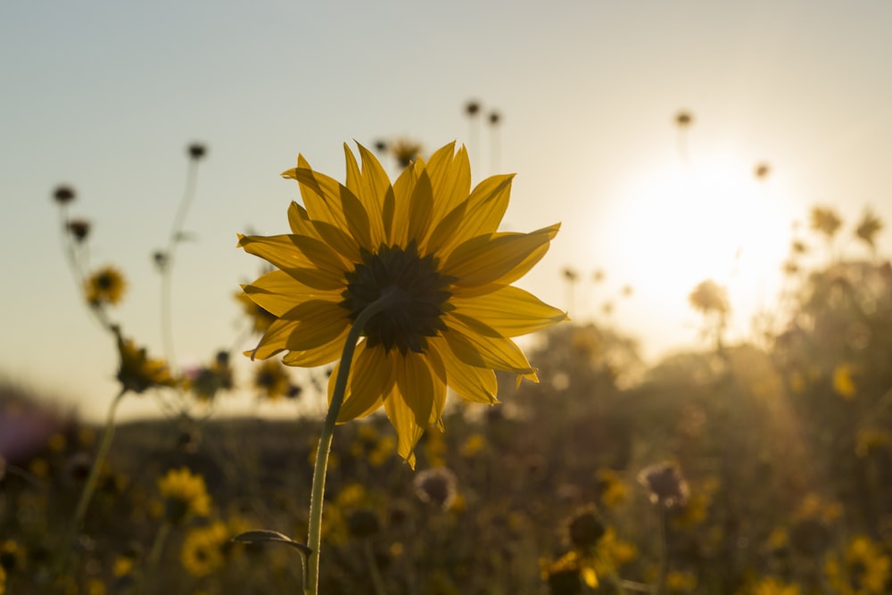 photo of yellow Sunflowers