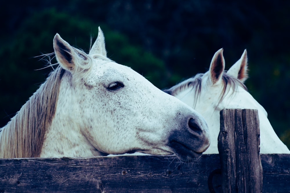 two white horses