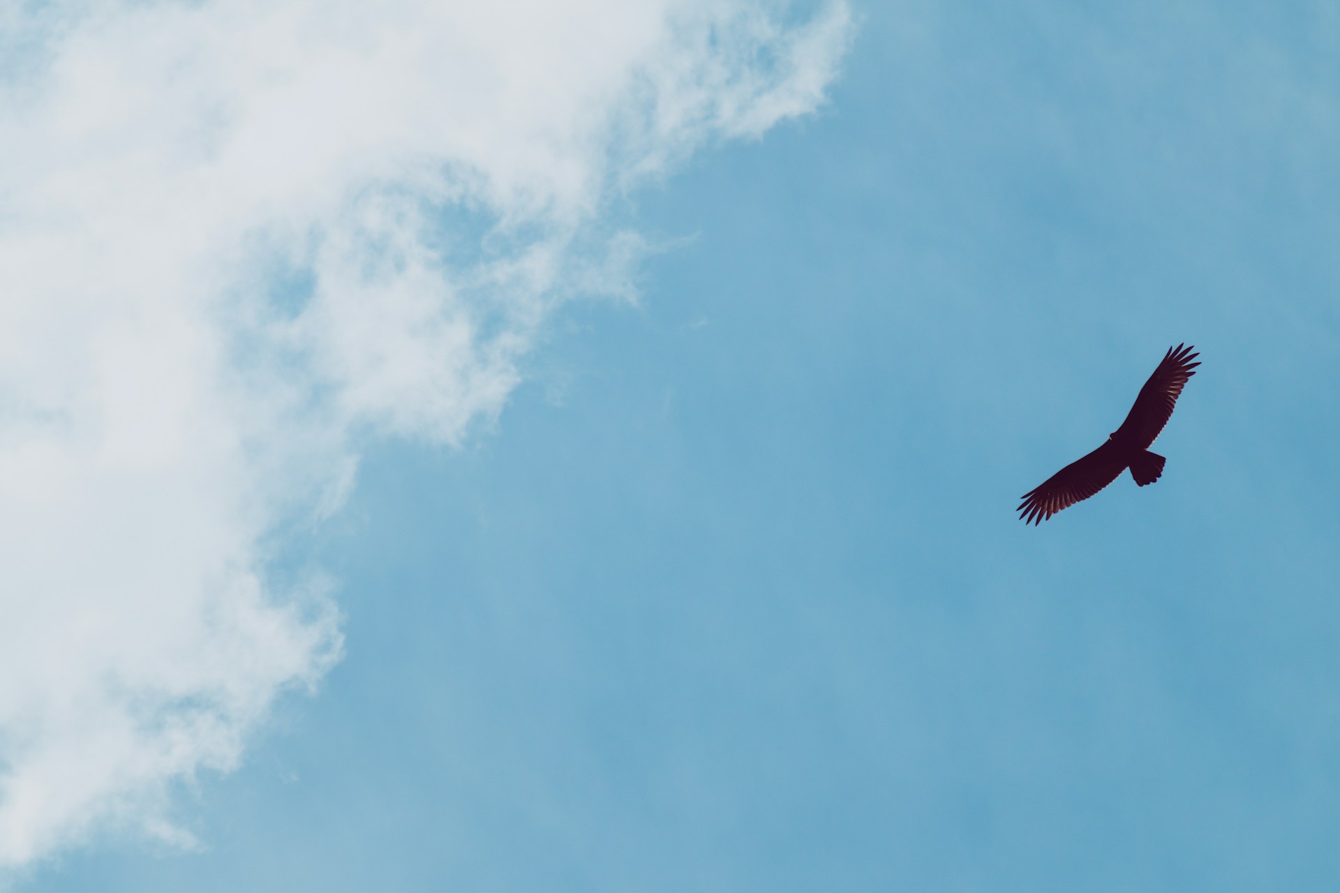 brown bird under blue sky