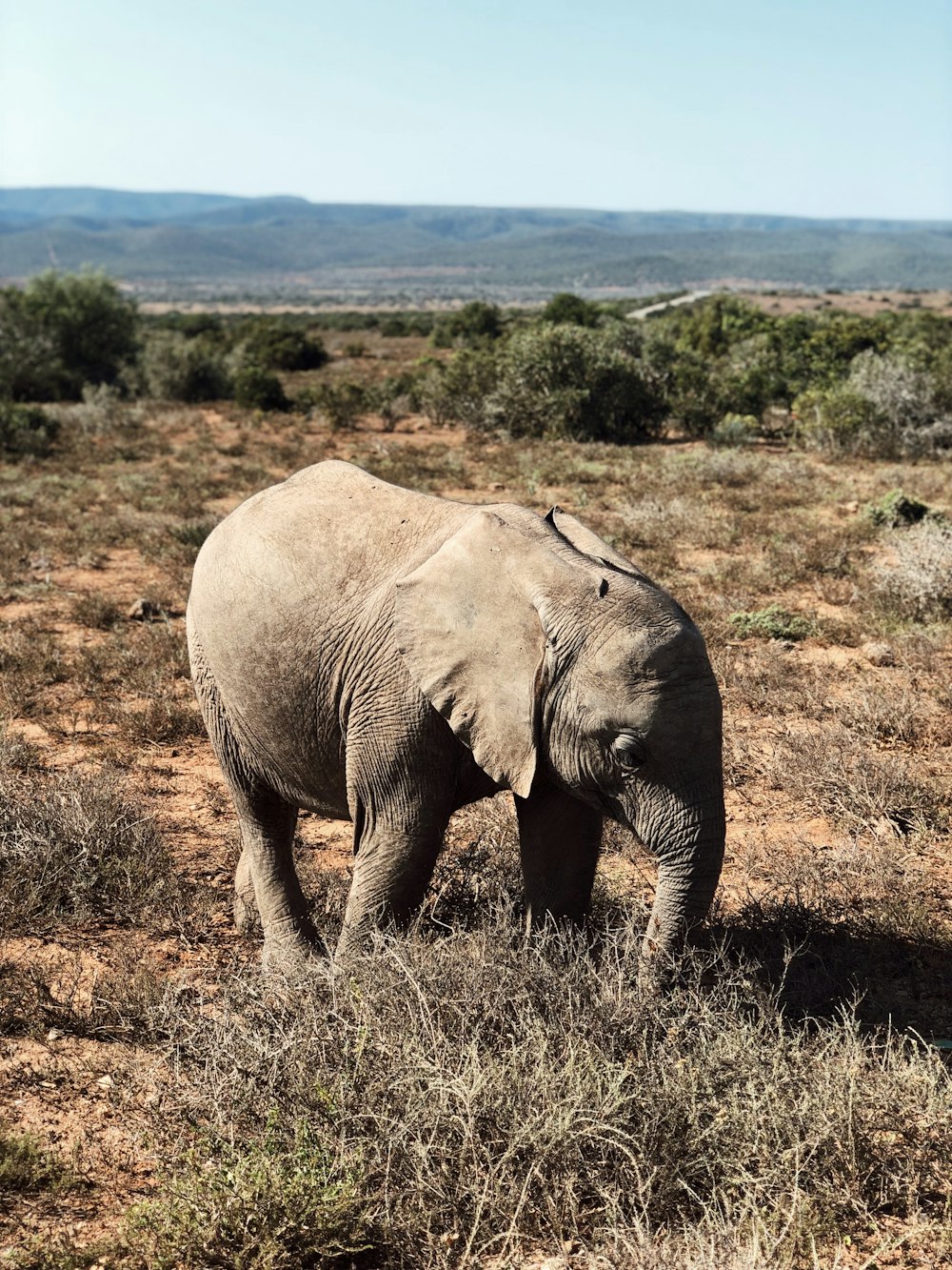 gray elephant print elephant print textile