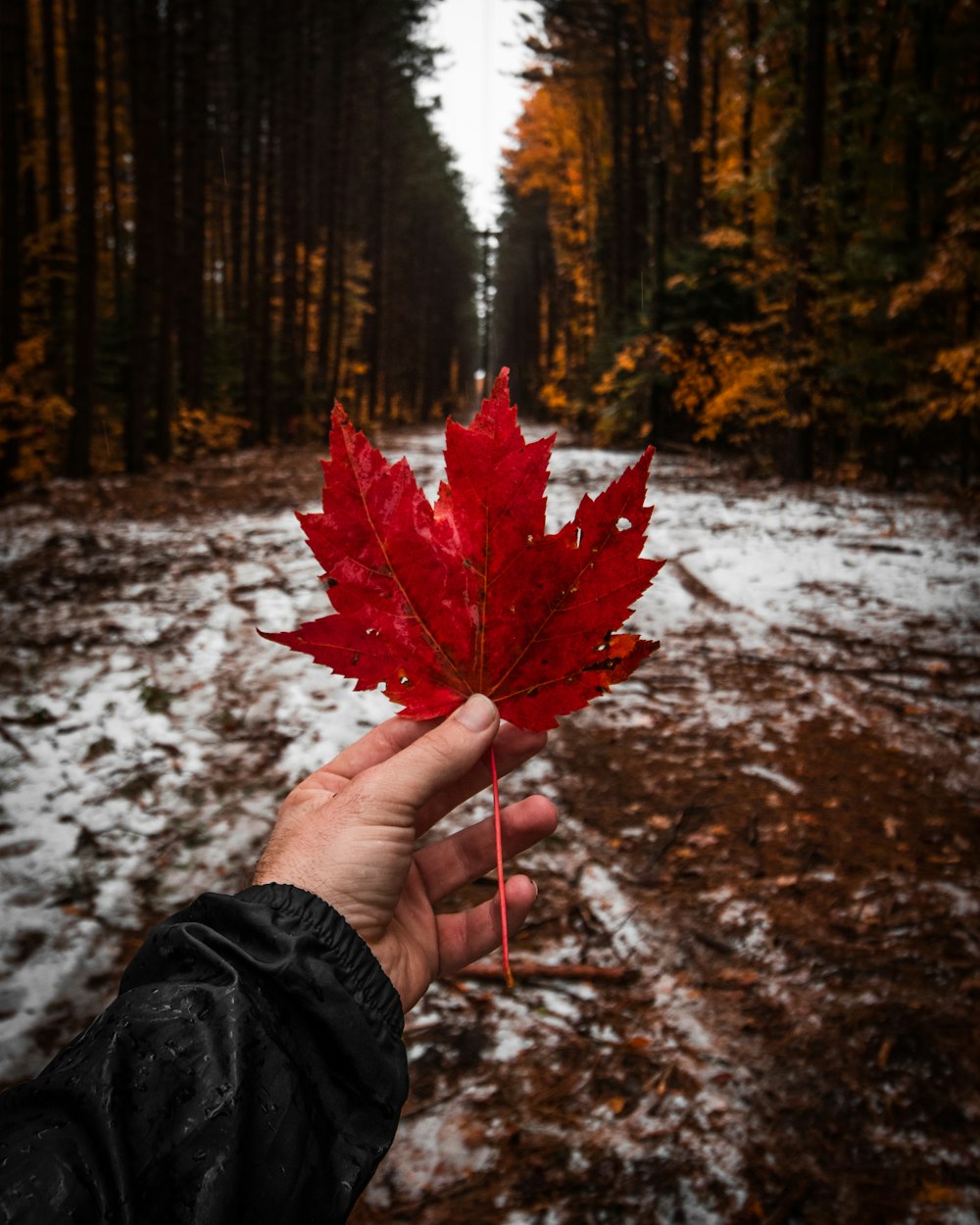 person holding red leaf
