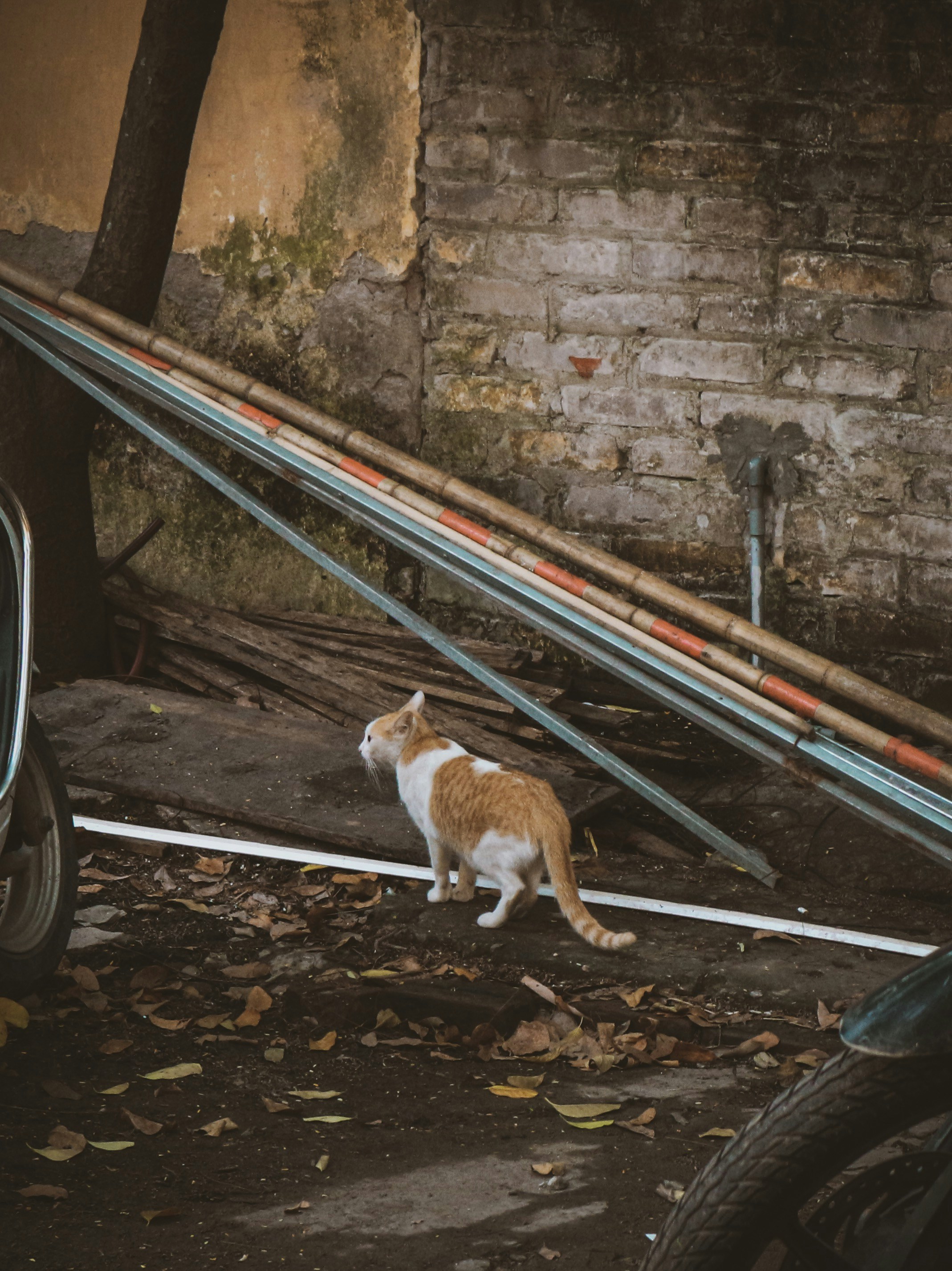 Orange And White Cat Walking On Pavement With Fallen Leaves Photo Free Alloy Wheel Image On Unsplash