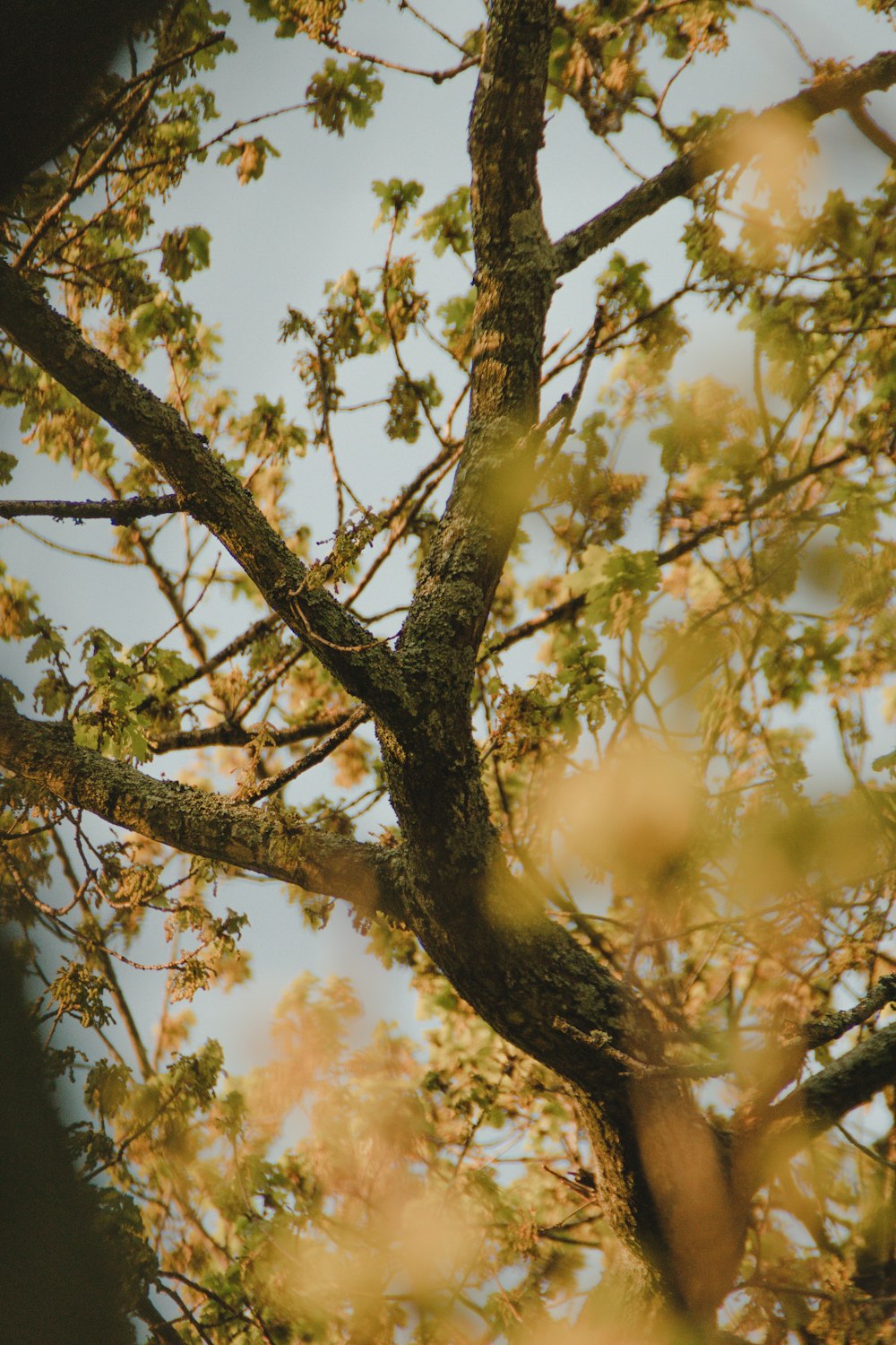 green leaf tree during daytime