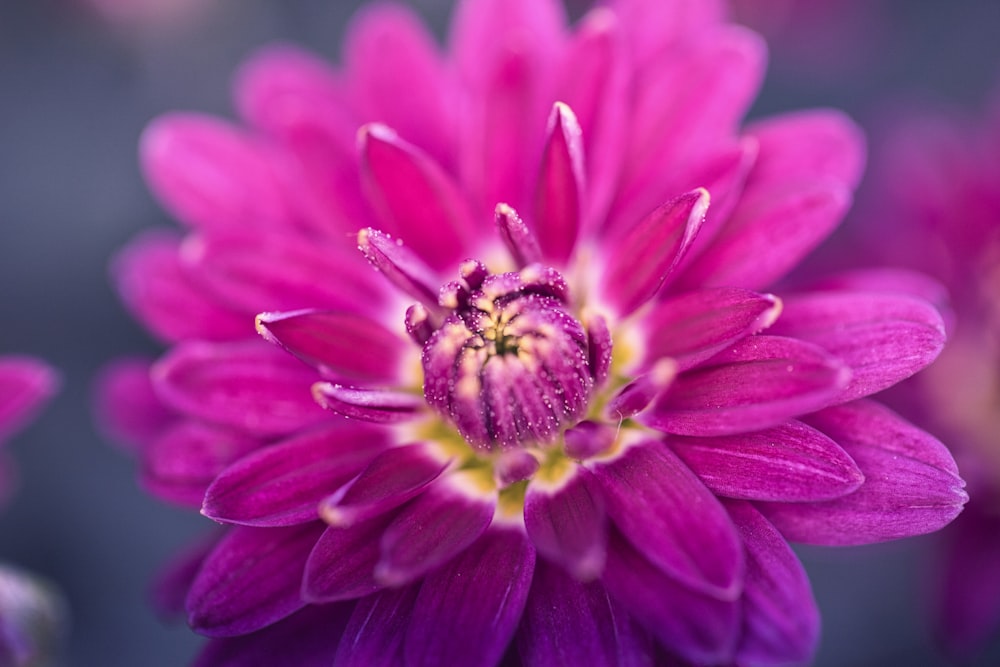 purple and white petaled flower
