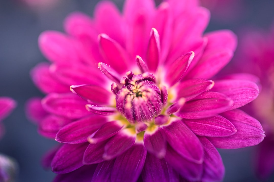 purple and white petaled flower