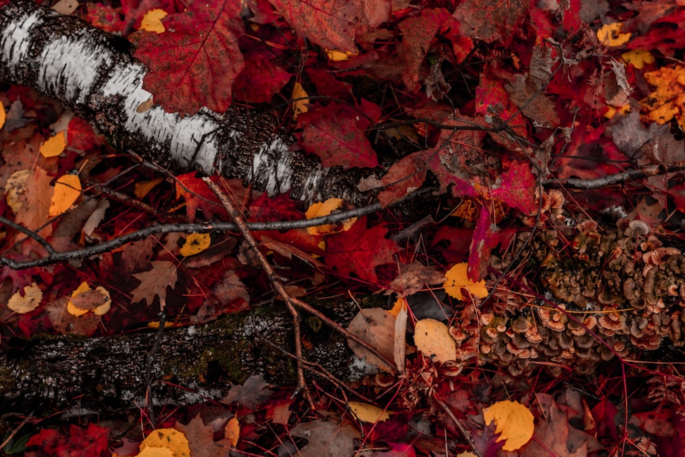 orange and red leaf trees