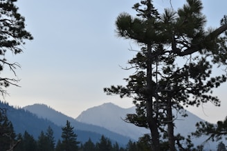 A mountain trail framed by tall pine trees under a clear blue sky.