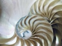 a close up of a shell with a white background