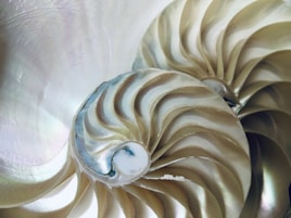 A close up of a shell with a white background