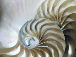 A close up of a shell with a white background