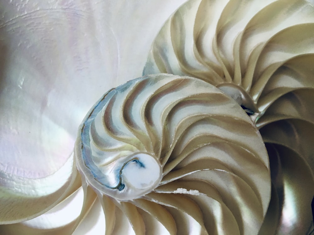 um close up de uma concha com um fundo branco