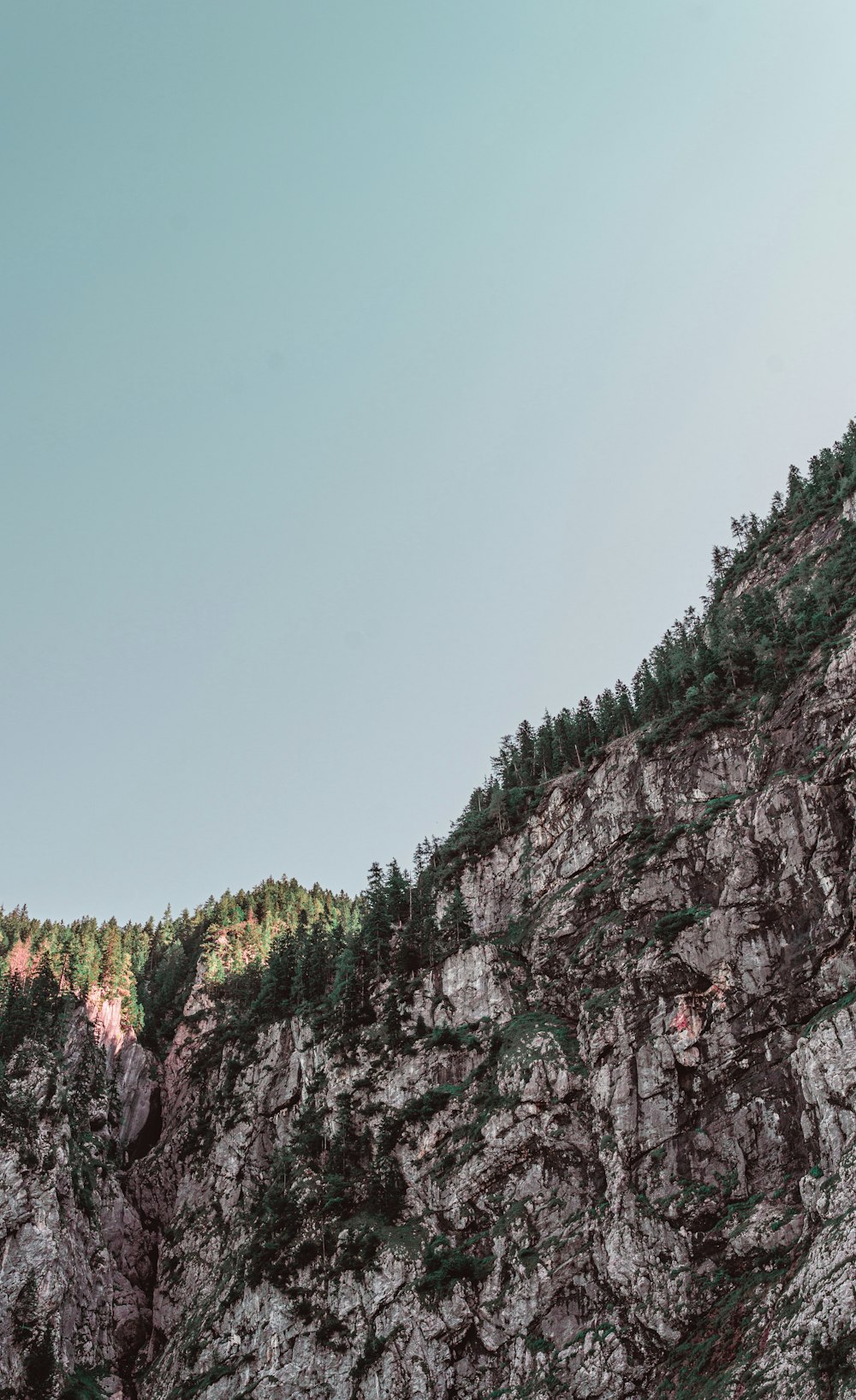 pine trees on rock formation