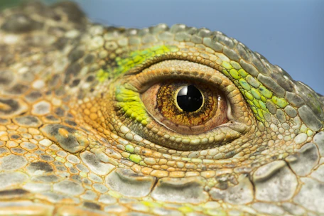 Close-up of a reptile eye reflecting natural habitat surroundings.