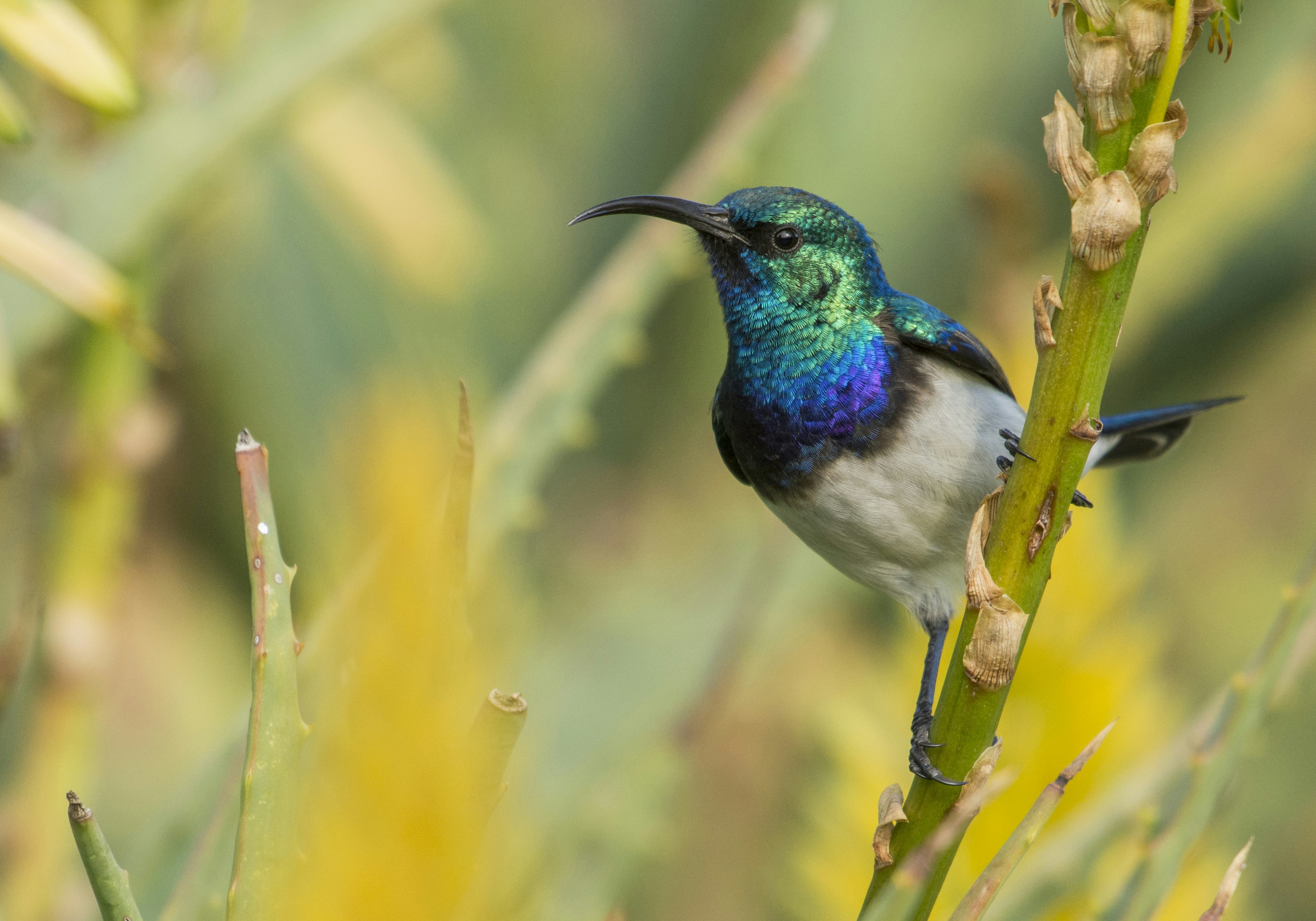 Photo by shauncolinbell