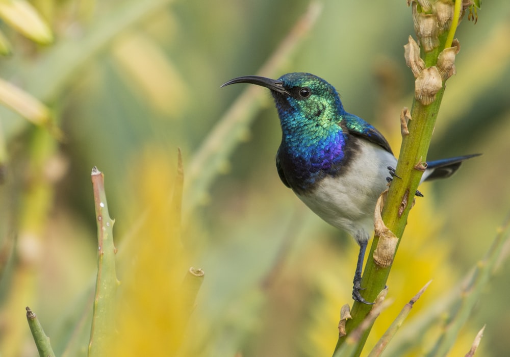 blue and white bird macro photography