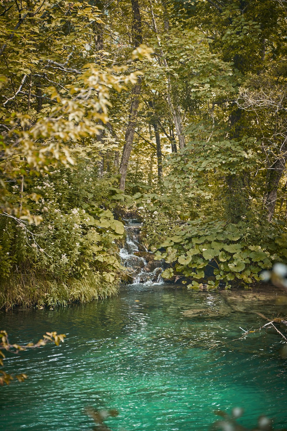 calm body of water surrounded by trees