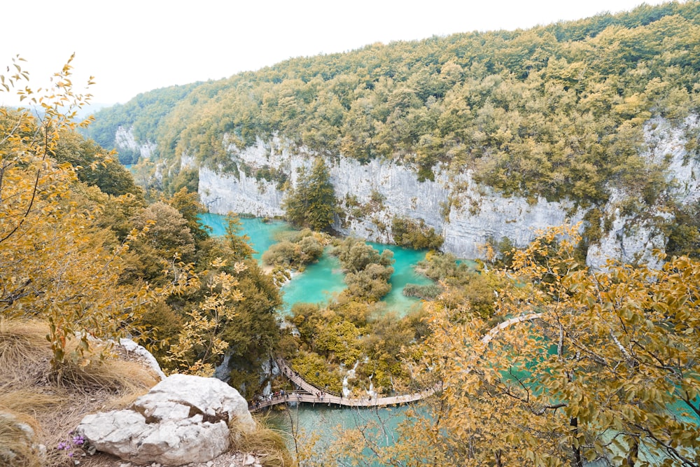 body of water between trees during daytime