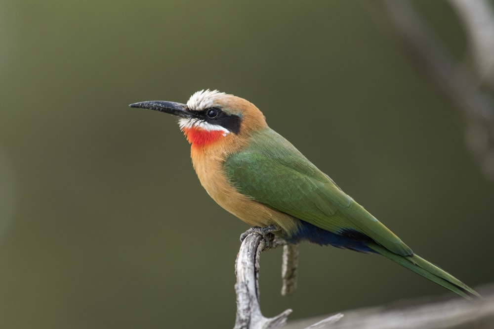 pájaro verde y amarillo en la rama