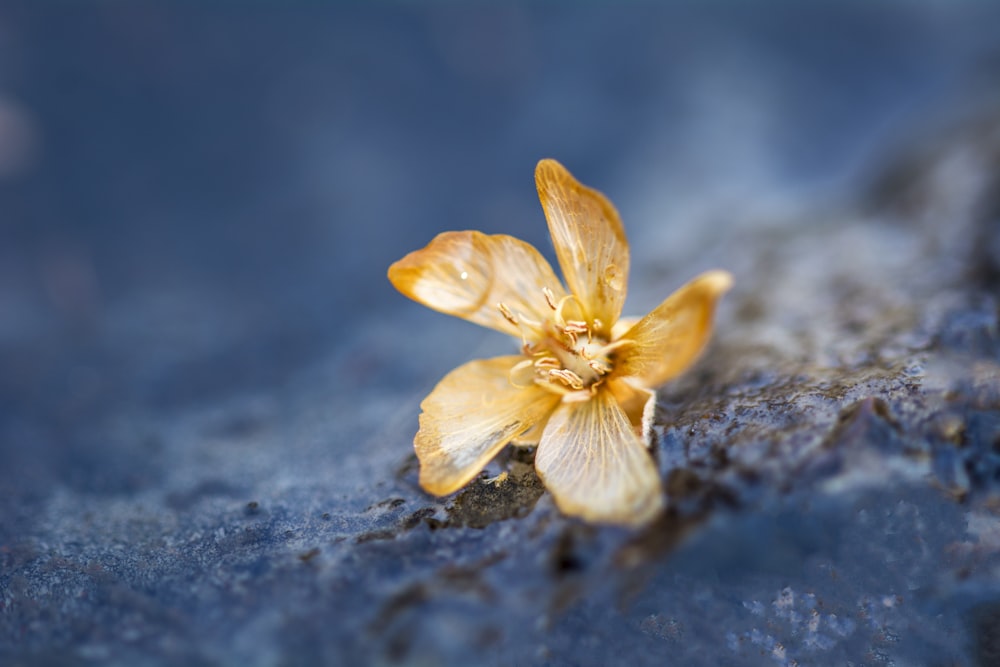 yellow petaled flower on gray rock