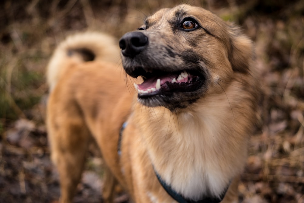 selective focus photo of tan dog
