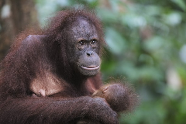 An orangutan is holding its baby in a lush green forest environment. The adult orangutan has a serious expression and reddish-brown fur, while the infant clings closely to its chest.