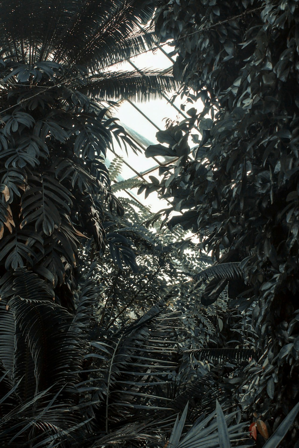 forest with tall and green trees during daytime