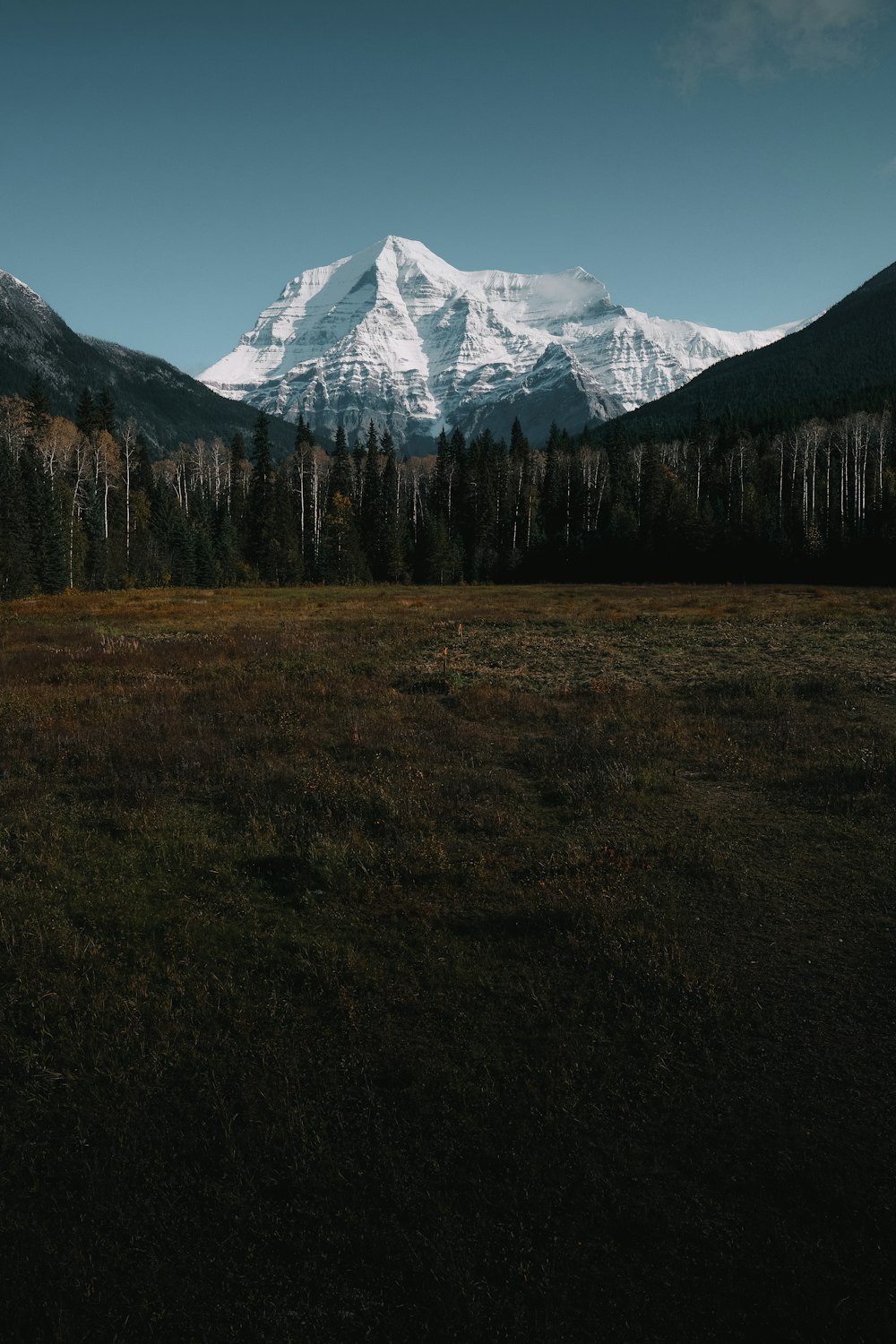 landscape field surrounded by pine trees with mountain in distant