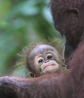 A close-up of a baby orangutan swinging playfully among tropical vines and foliage