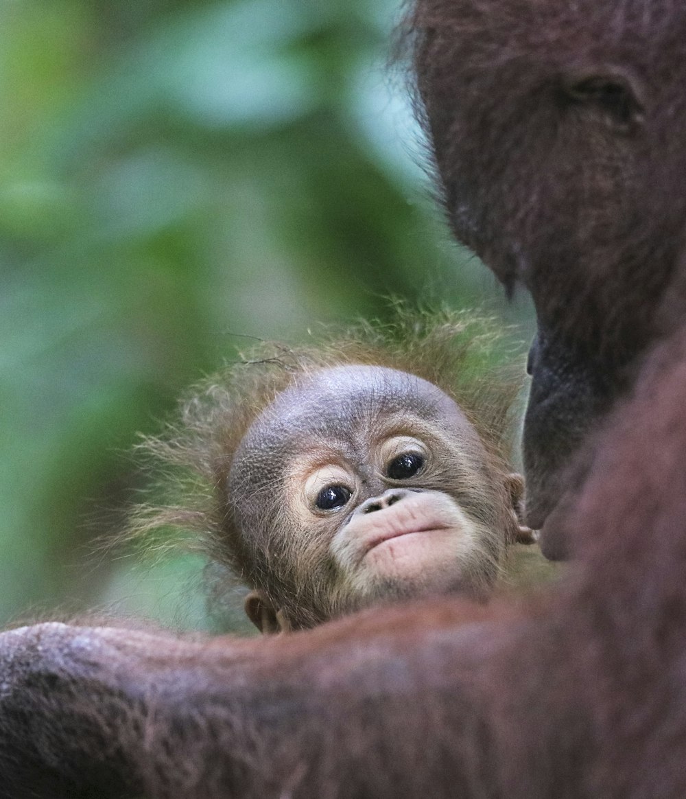 Primate junto a orangután