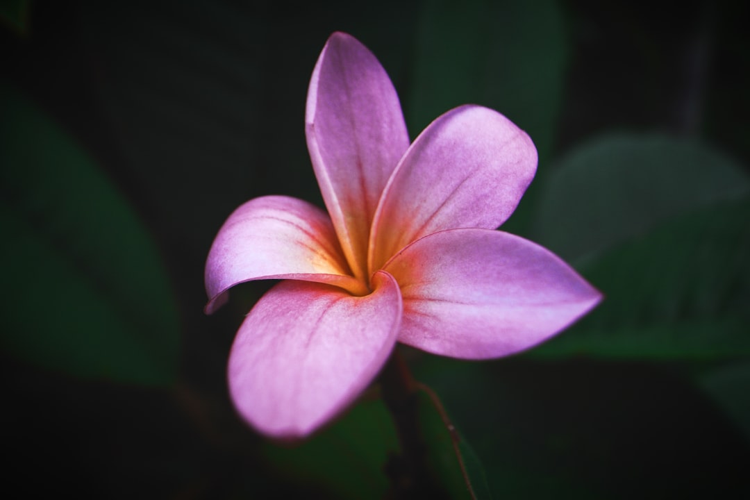 pink plumeria flower