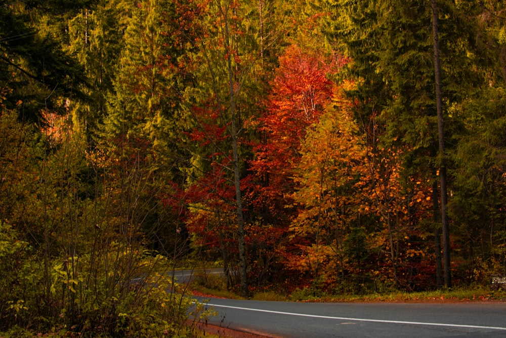 road between trees