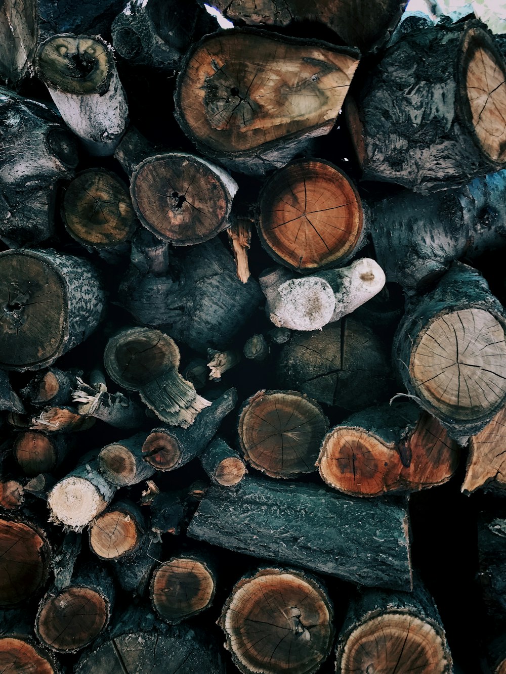 aerial photography of logs
