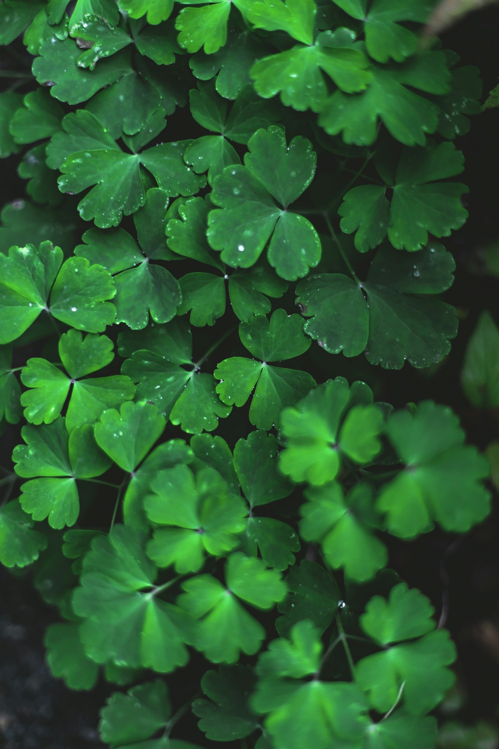 green club plants