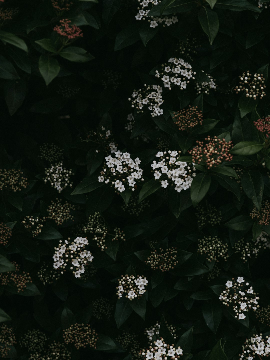 black and white floral wreath