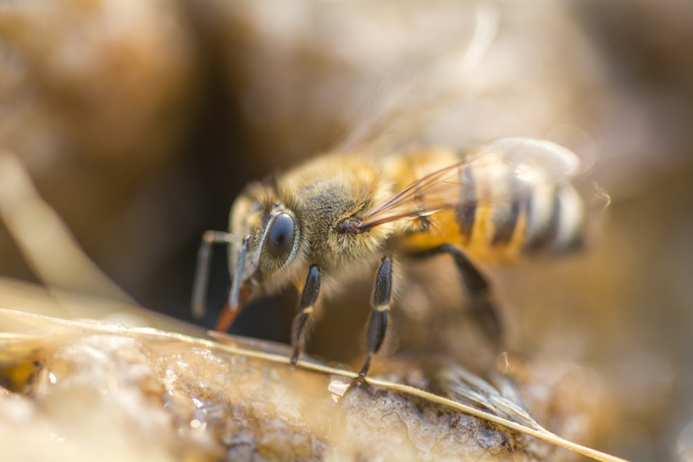 close up photography of bee