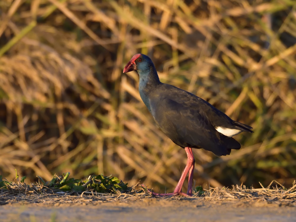 black bird on soil ground near leaves