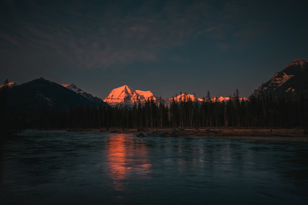 pine trees beside body of water